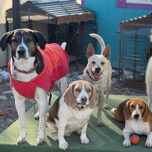 Dog Daycare